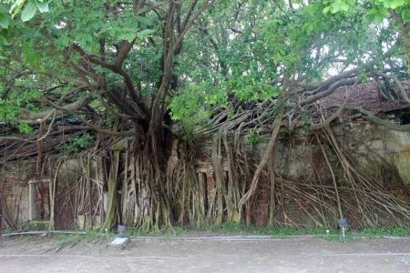 Anping Treehouse 