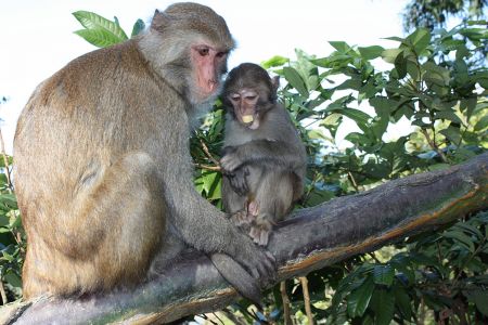 Wushan Macaque Natural Reserve 