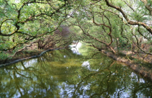 taijiang-national-park