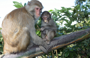 wushan-macaque-natural-reserve